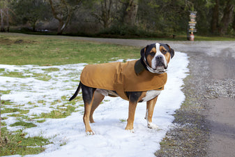 Muetzel - Carhartt ® Dog Chore Coat